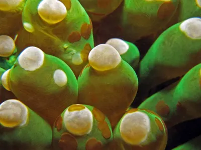 Green Anemone Macro