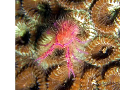Hairy Squat Lobster