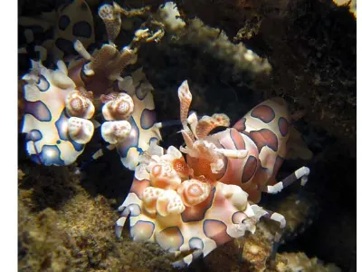 Harlequin Shrimp Pair