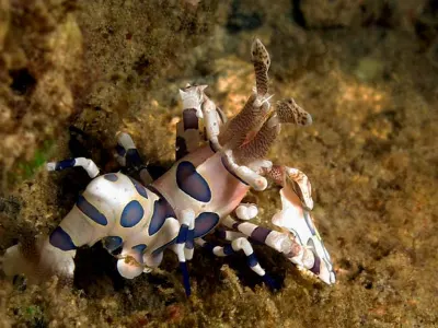 Harlequin Shrimp
