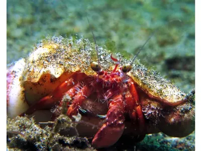 Hermit Crab