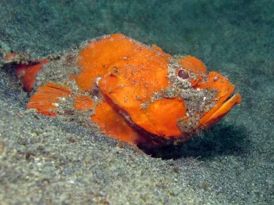 Humpback Scorpionfish
