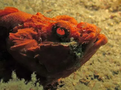 Humpback Scorpionfish Face