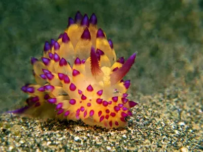 Janolus