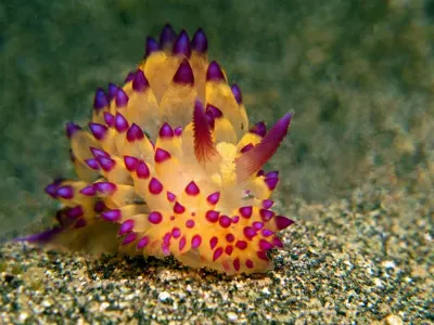Janolus Nudibranch