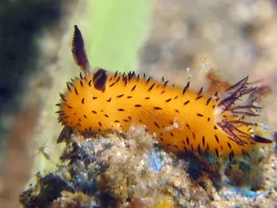 Jorunna parva