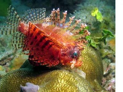 Juvenile Lionfish