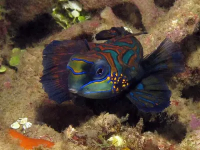 The Mandarin Fish is 1-2 inches in length. It is one of only two animal species known to have blue coloring. Each evening, within 20 minutes of sunset, groups of three to five females gather. Males visit and display courtship behavior, hoping to attract females.