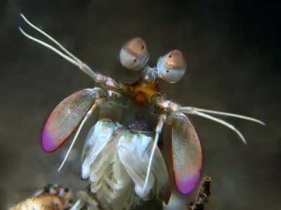 Mantis Shrimp 2