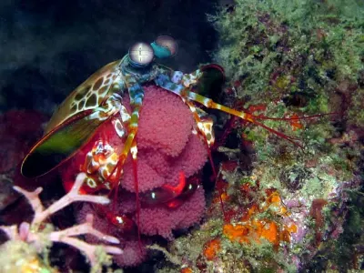 Mantis Shrimp With Eggs
