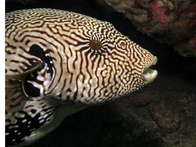 Map Puffer 2