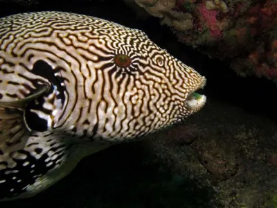 Map Puffer