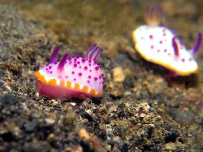 Mexichromis mariei