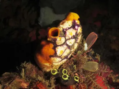 Mixed Tunicates