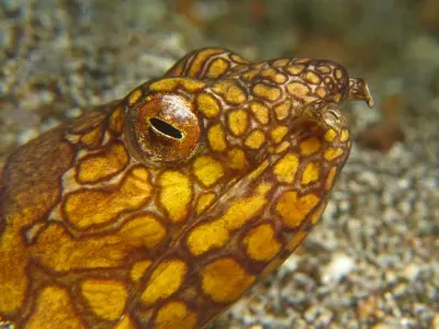 Napoleon Snake Eel