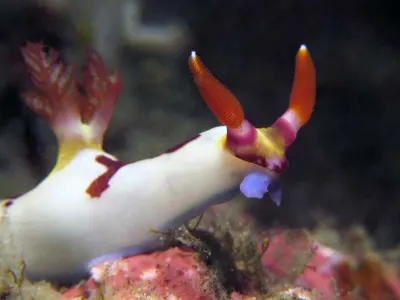 Nembrotha 2