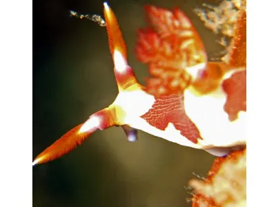 Nembrotha