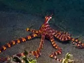 Lembeh critters
