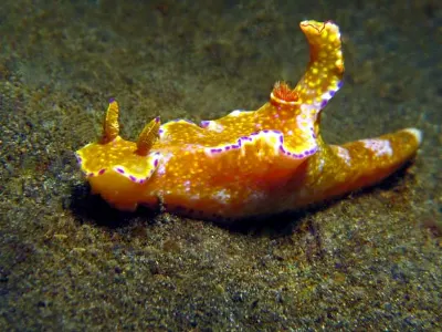 Nudibranch