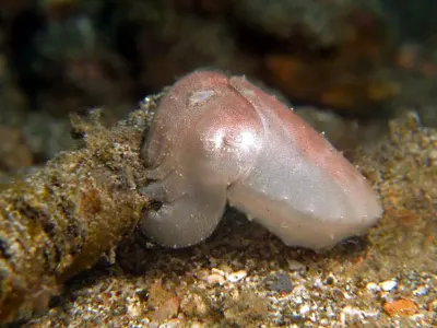 One Inch Pgymy Cuttlefish