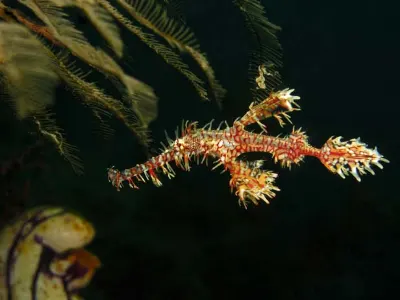 Ornate Ghost Pipefish