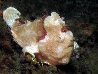 Painted FFrogfish - Just an inch in size