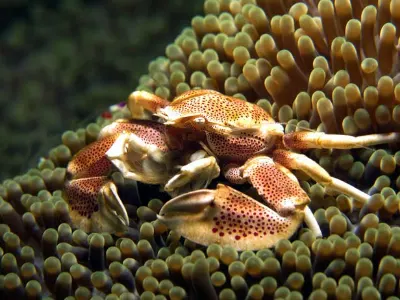 Porcelain Crab 2