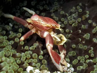 Porcelain Crab