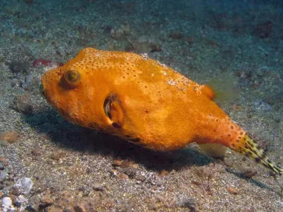 Puffer