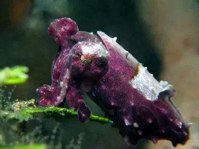 Pygmy Cuttlefish