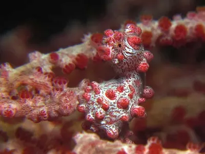 Hippocampus bargibanti - This Pygmy Seahorse is the size of a piece of long-grain rice. Barely visible to my eyes, this is another Hail Mary shot.