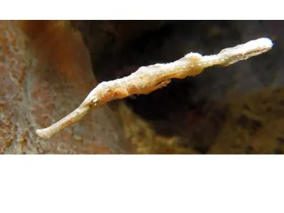 Halimeda Ghost Pipefish - Generally green in color, this white Halimeda is a rare find.