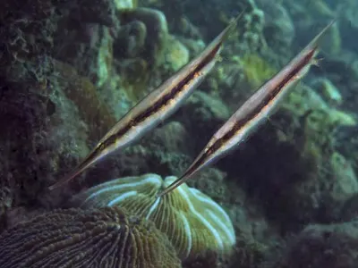 Razorfish