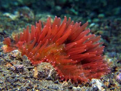 Red Anemone