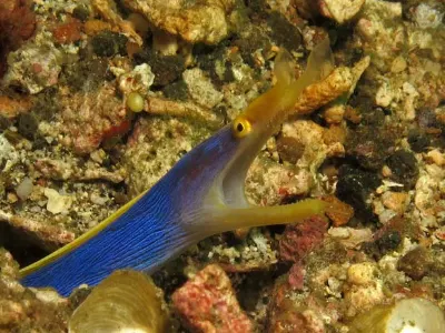 Ribbon Eel