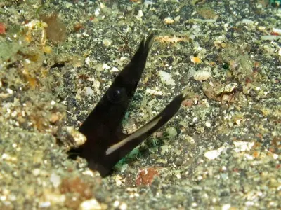 Ribbon Eel Juvenile