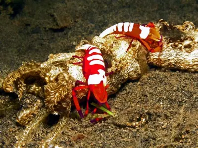 Sea Cucumber Shrimp Pair