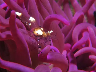 Shrimp on Purple Anemone