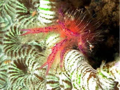 Siagiani Hairy Squat Lobster - Another creature almost too small to see - fingertip size.