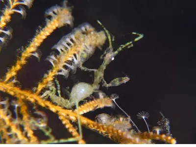 Skeleton Shrimp With Eggs