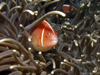 Skunk Clownfish