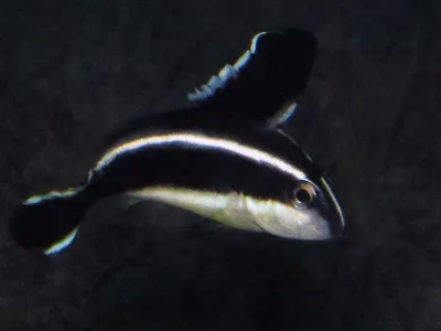 Snapper Juvenile