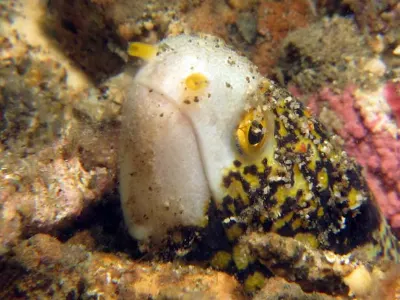 Snowflake Moray