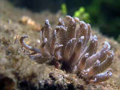 Solar Power Nudibranch