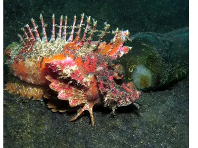 Spiny Devilfish