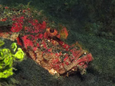 Spiny Devilfish Face