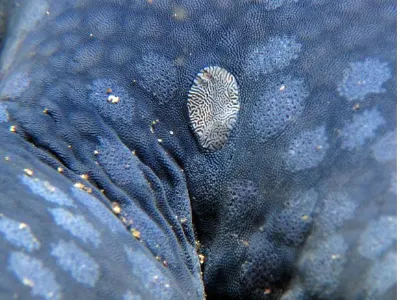 Starfish Texture