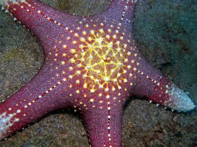 Starfish View 1