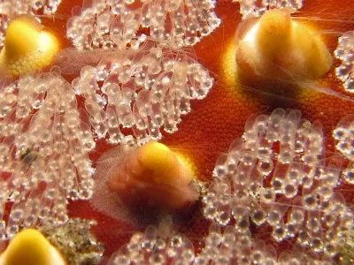 Starfish View 3 Subtlety