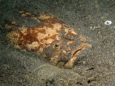 The Stargazer is a fish that hides below the sand with just its eyes visible. Our dive guide fanned the sand to reveal his body.